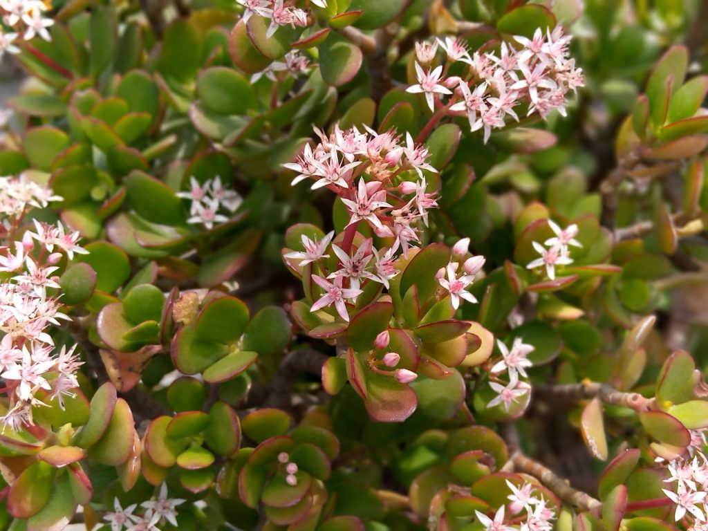 Crassula Ovata bloemen