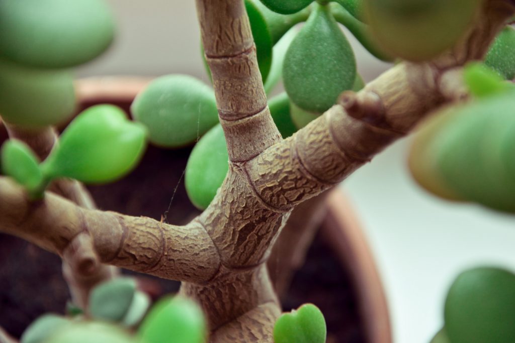 Verhoutte tak van de Crassula Ovata