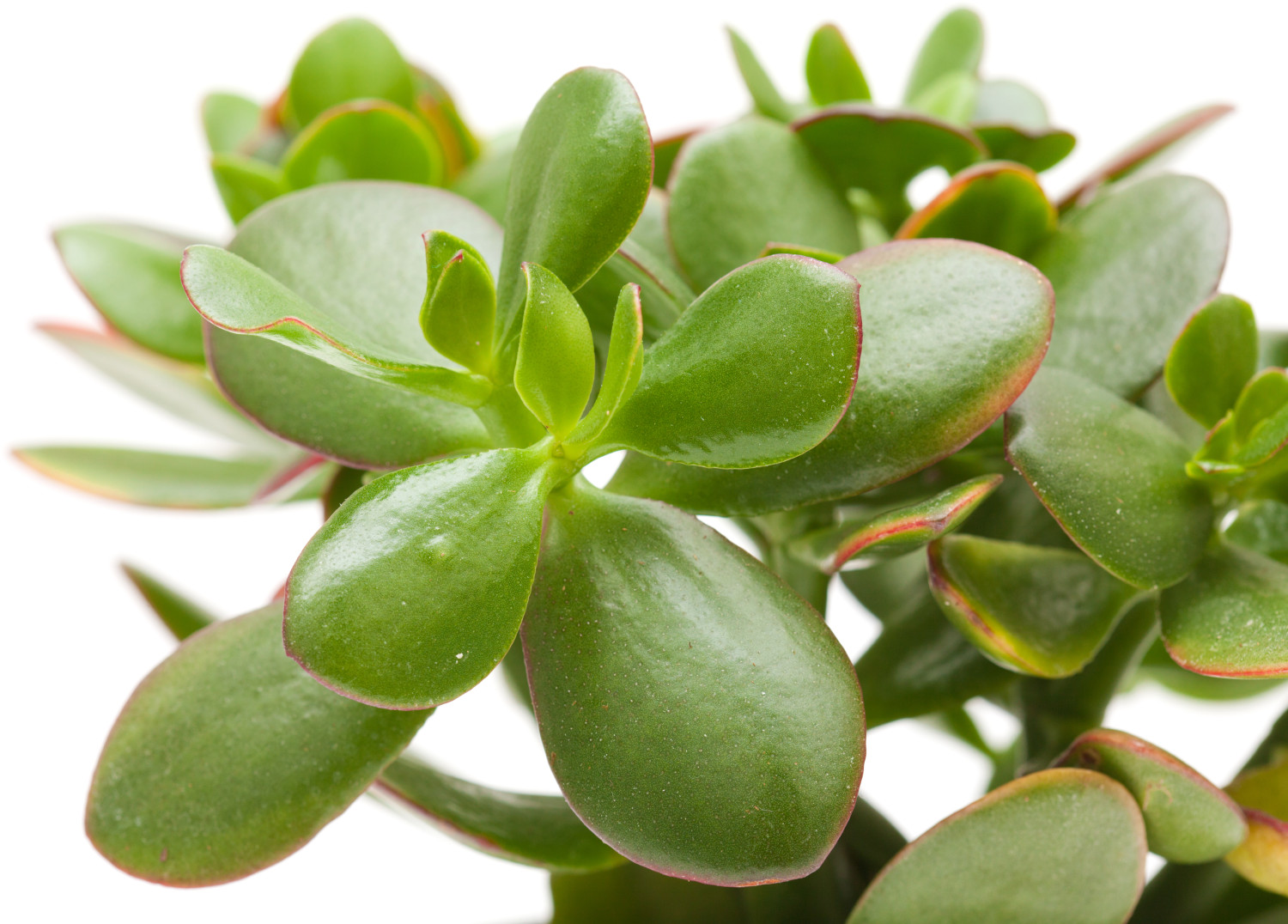 Crassula Ovata Jade Plant