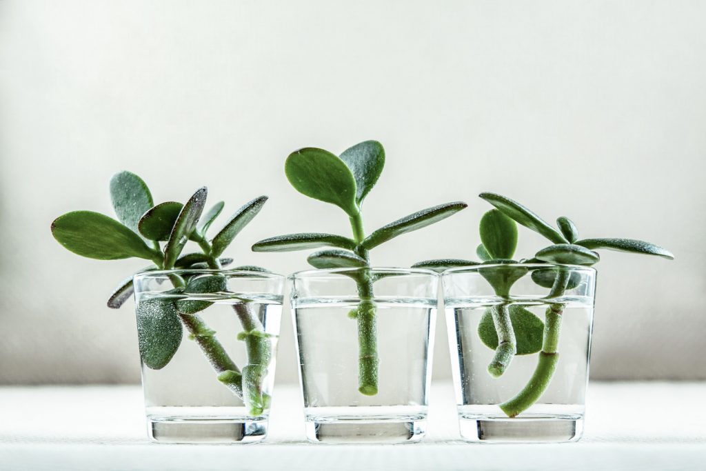 Crassula ovata stekken