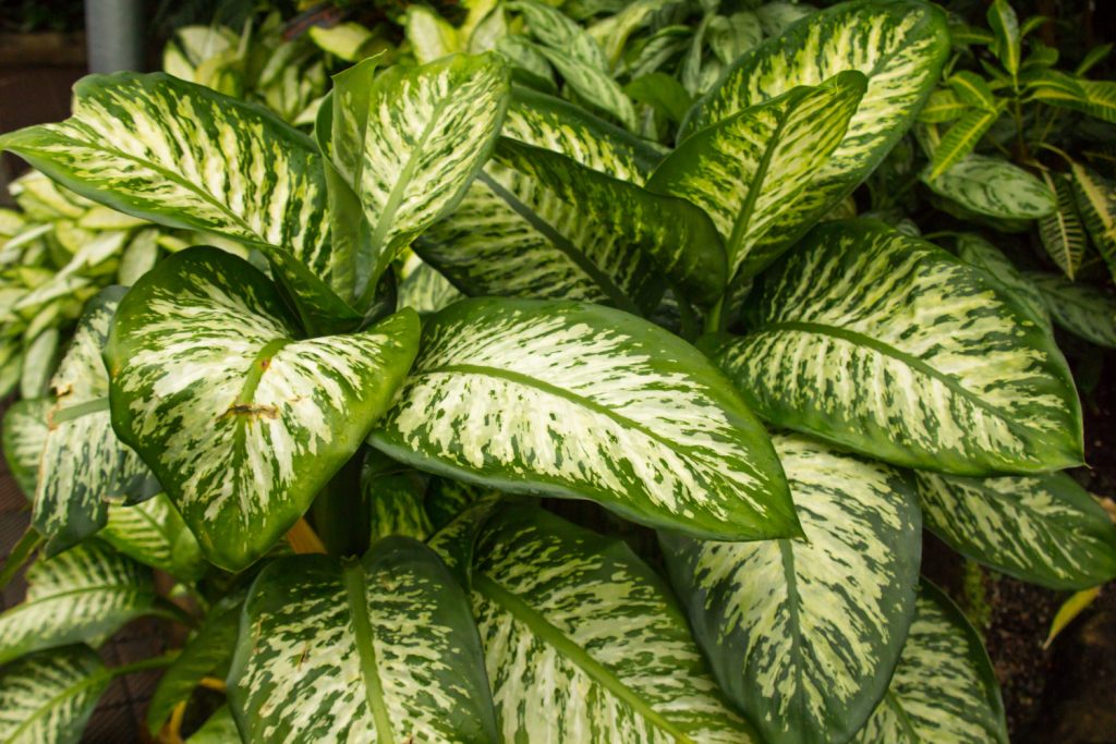 dieffenbachia is giftig