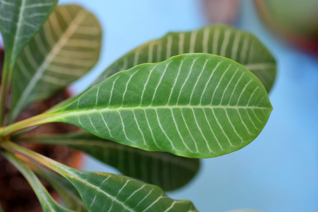 Euphorbia Leuconeura is giftig
