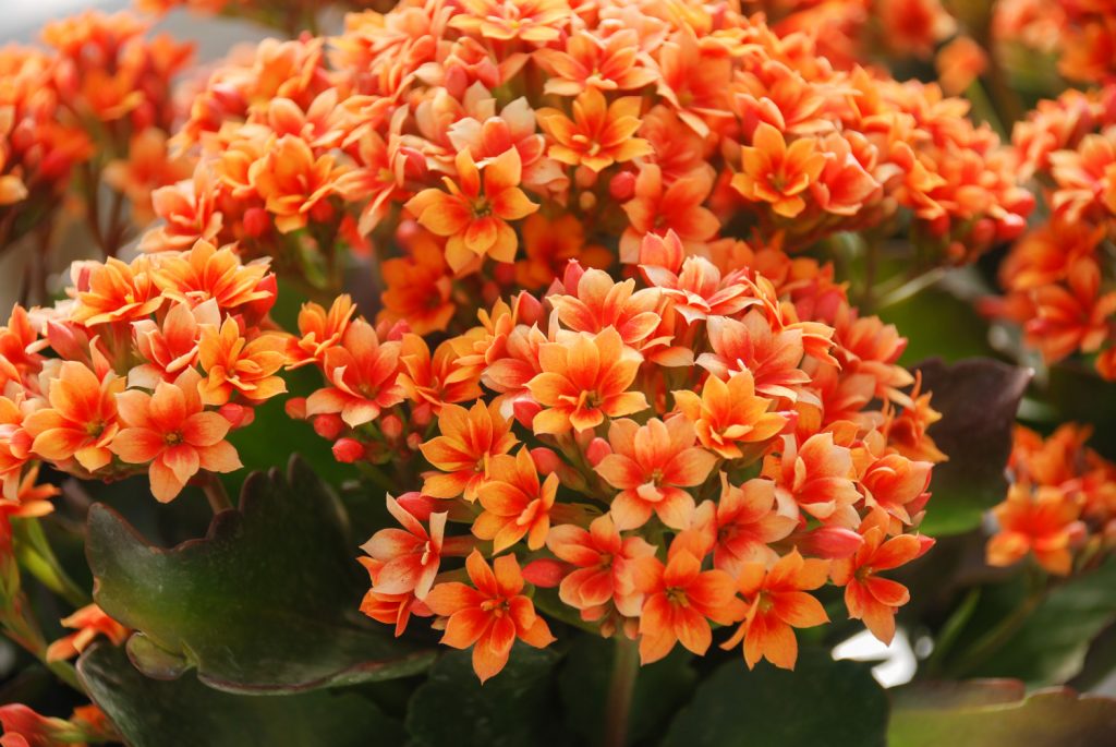 Kalanchoë is een giftige kamerplant