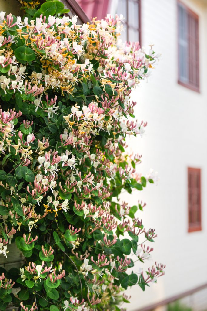 Lonicera