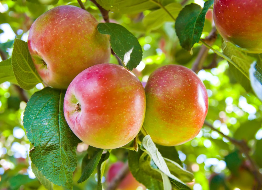 Malus Domestica
