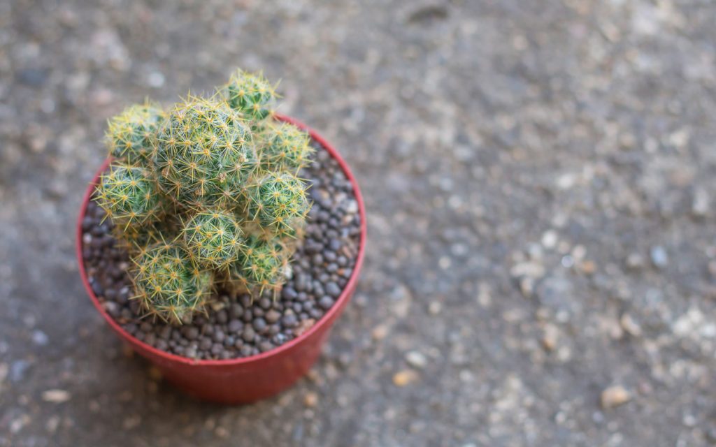 Mammillaria cactus stekken