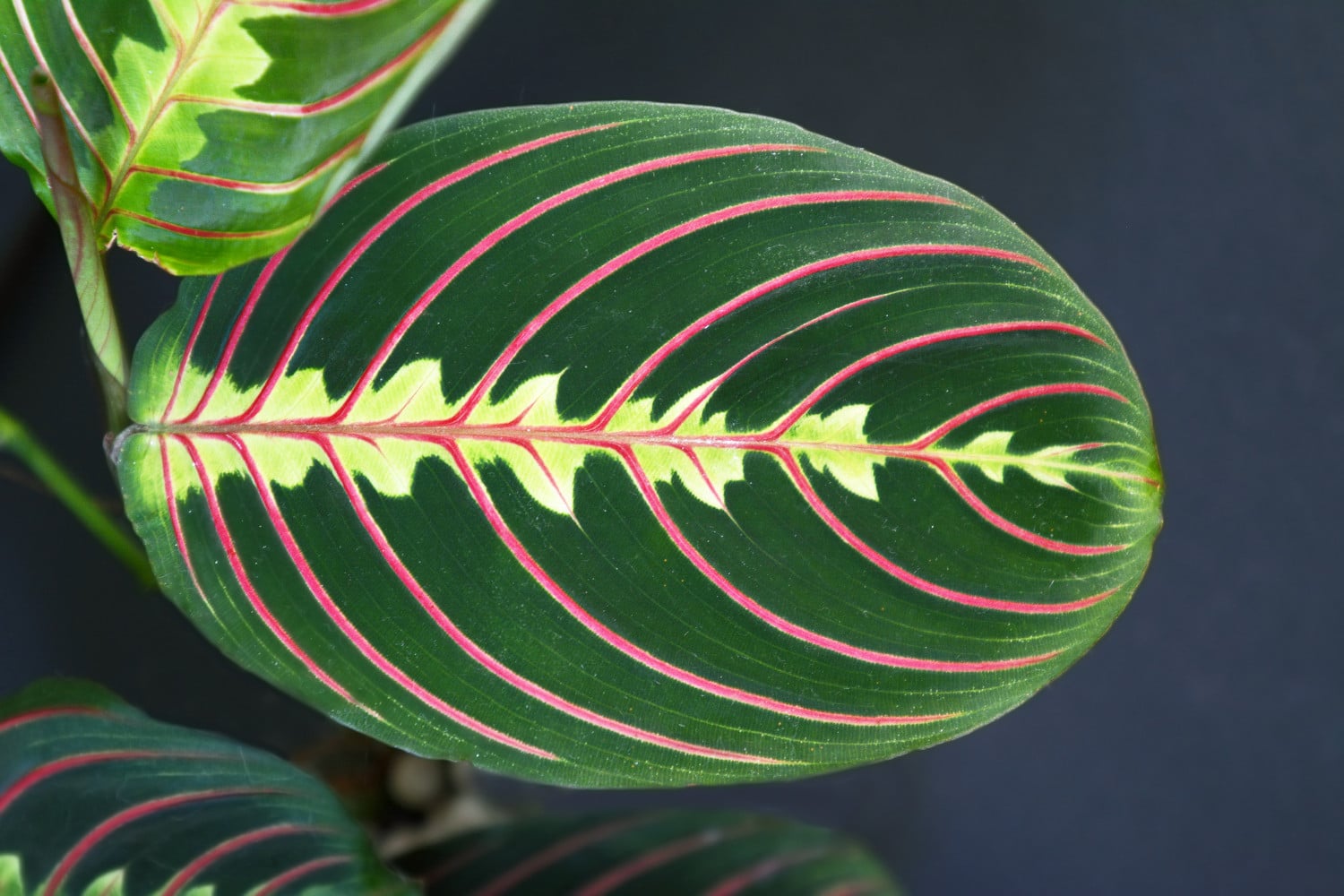 Maranta Fascinator