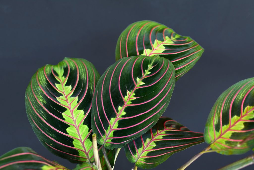 Maranta
