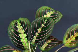 Maranta