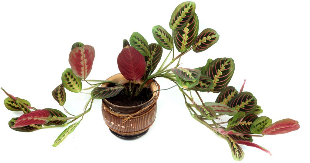 Maranta groeiwijze