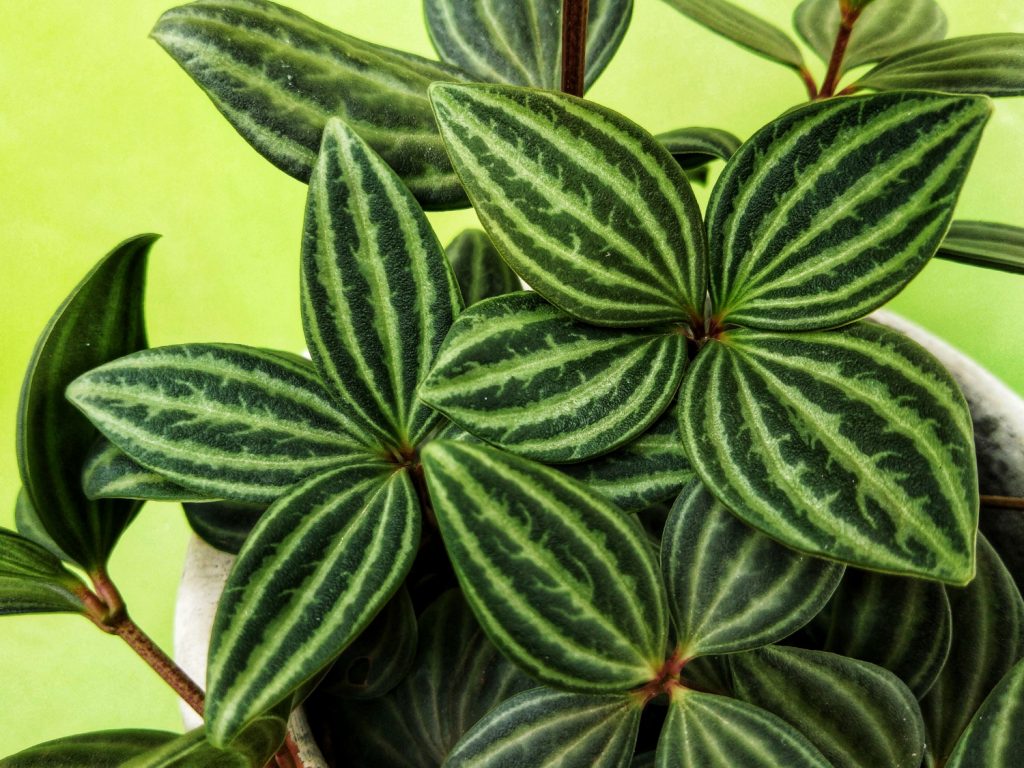 Peperomia Angulata