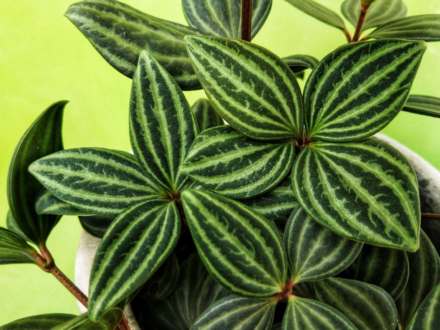 Peperomia Angulata