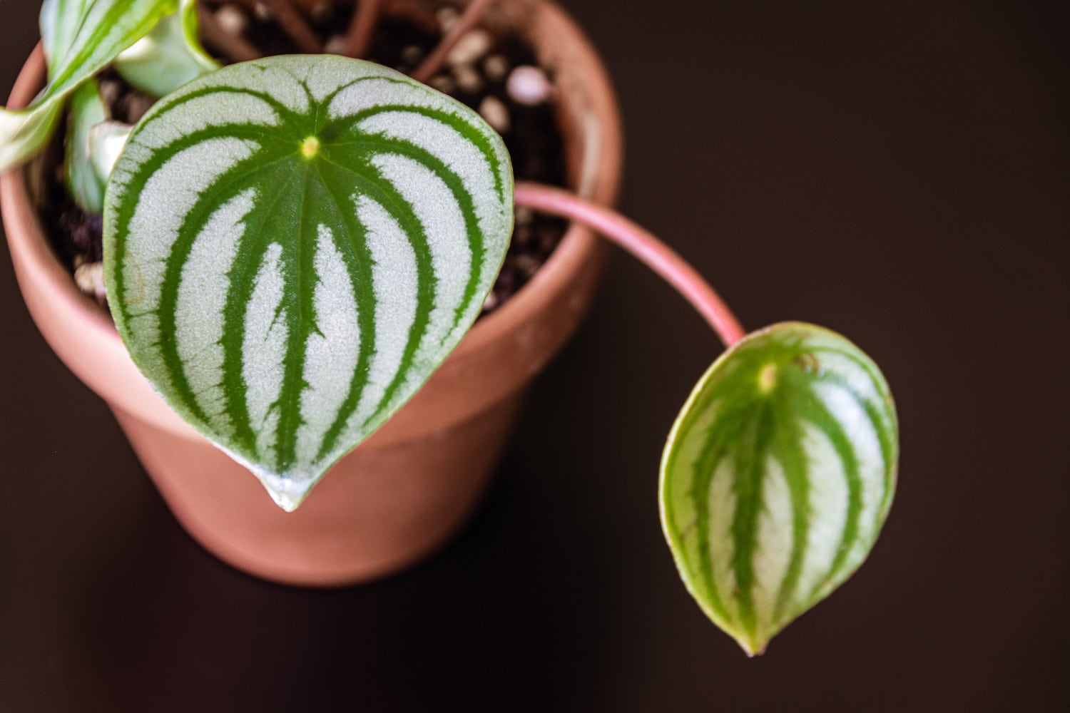 Peperomia Argyreia Pflege