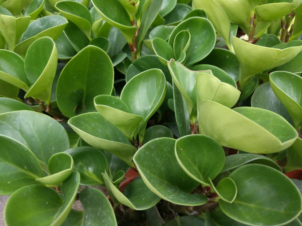 Peperomia Obtusifolia
