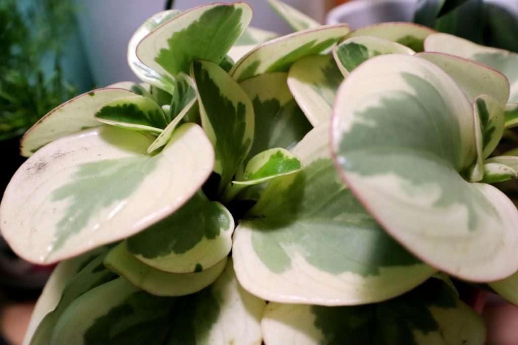 Peperomia Obtusifolia Variegata