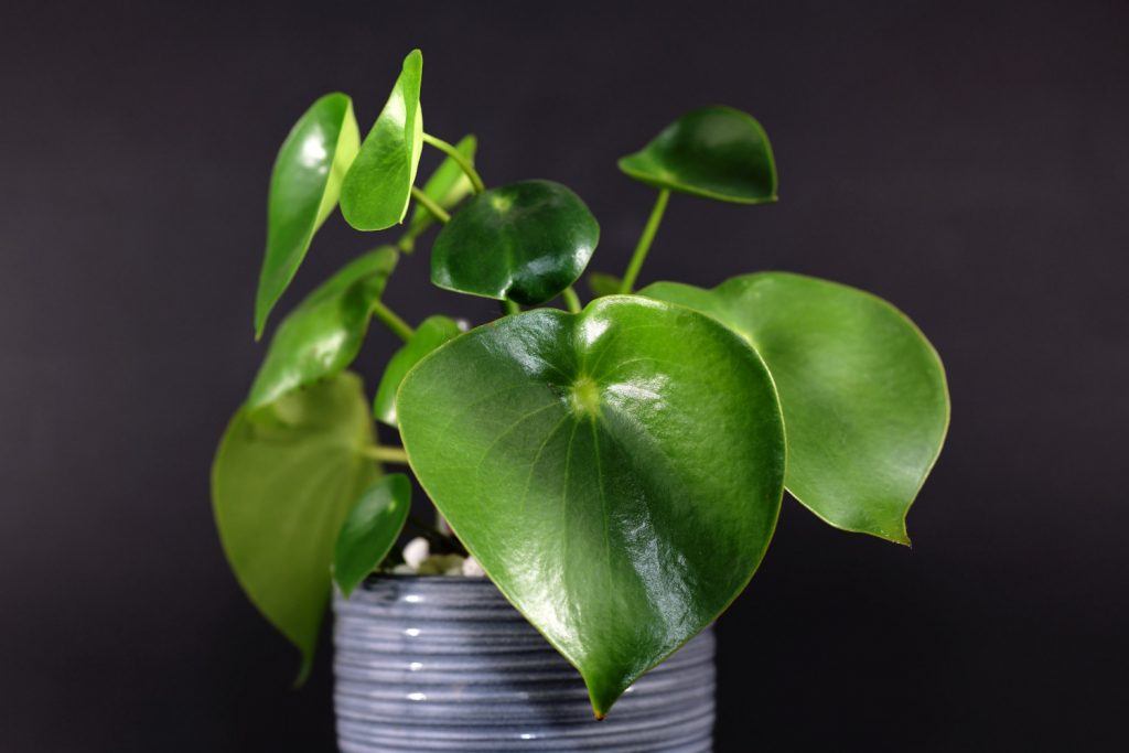 Peperomia Polybotrya