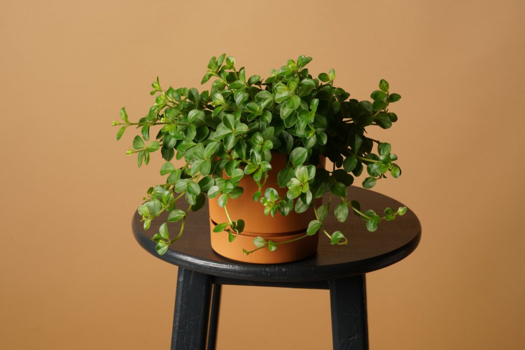 Peperomia rotundifolia