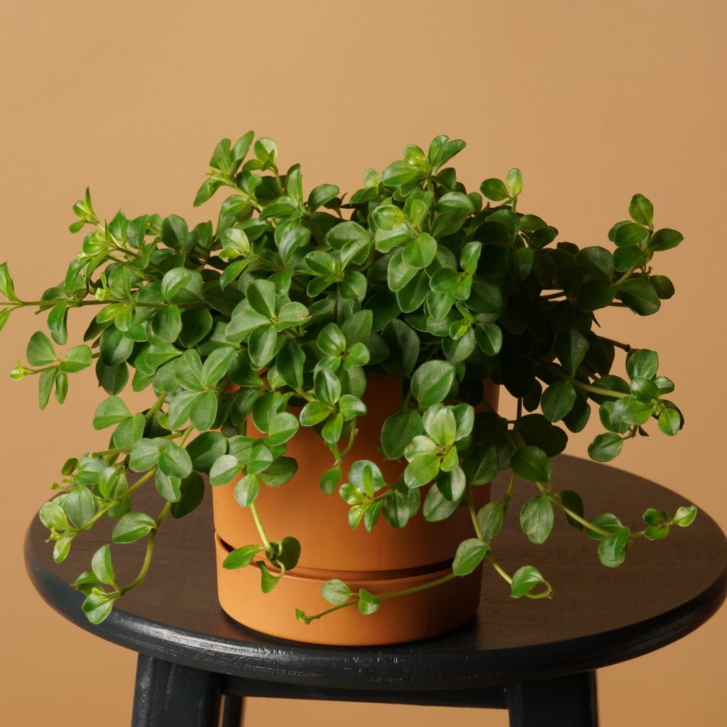 Stecklinge von Peperomia rotundifolia
