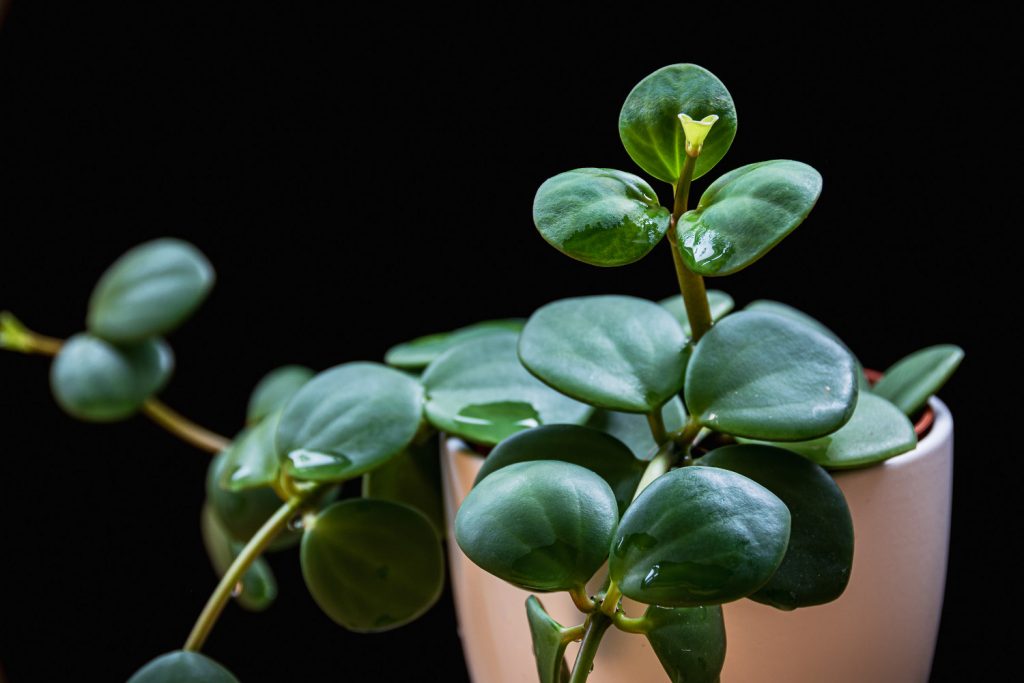 Peperomia Tetraphylla Hoffnung
