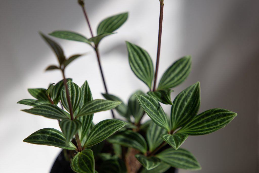Peperomia angulata