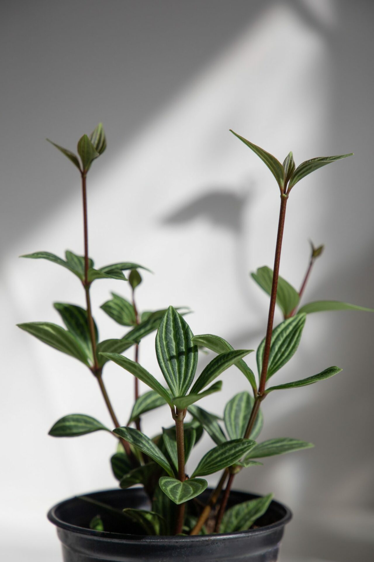 Peperomia angulata