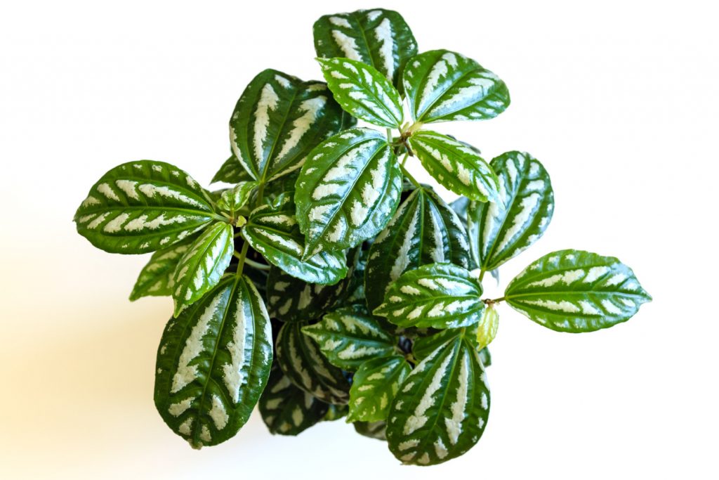 Pilea Cadierei