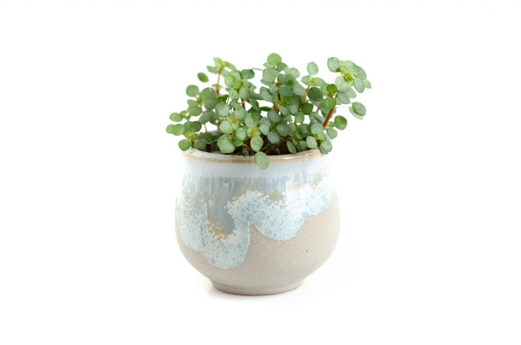 Pilea Glaucophylla, kurz Glauca