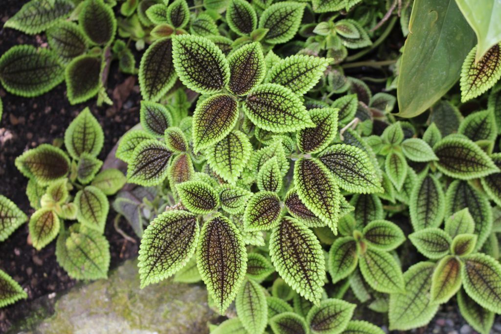 Pilea involucrata