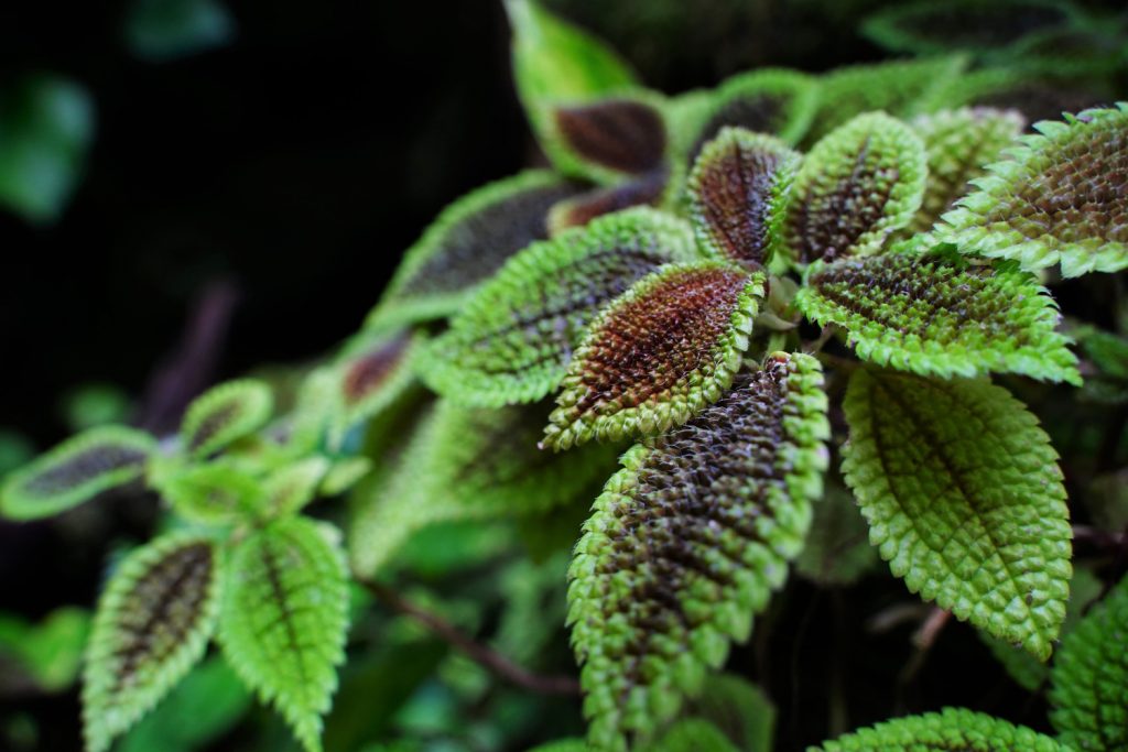 Pilea involucrata