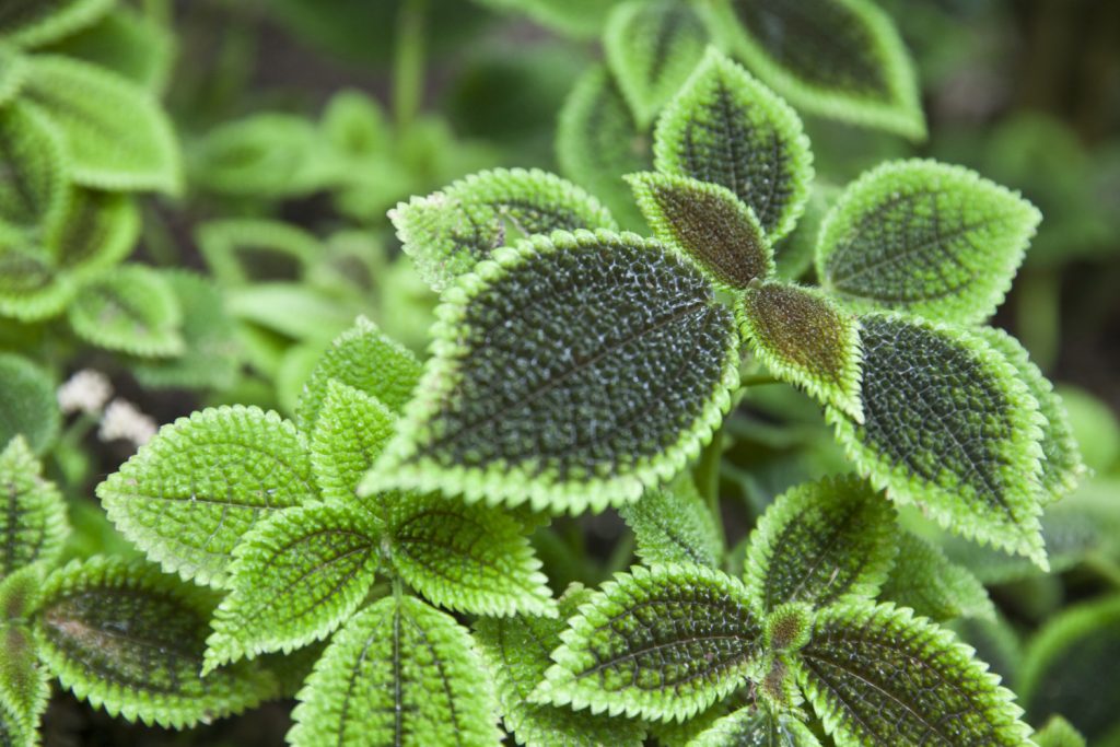 Pilea Involucrata Pflanze
