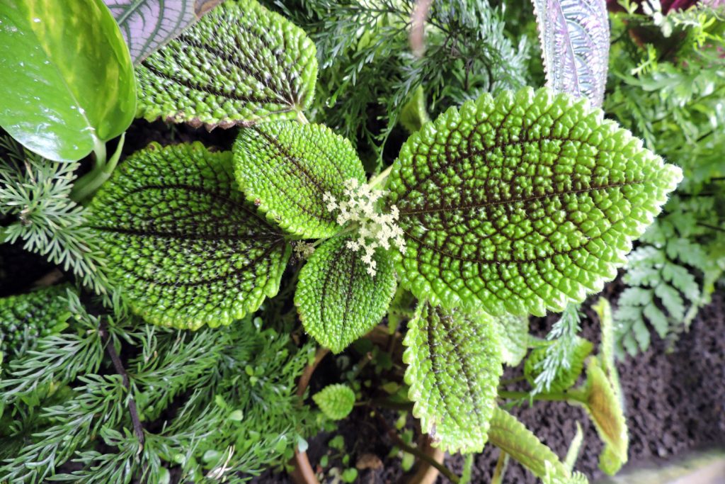 Pilea Involucrata in voller Blüte