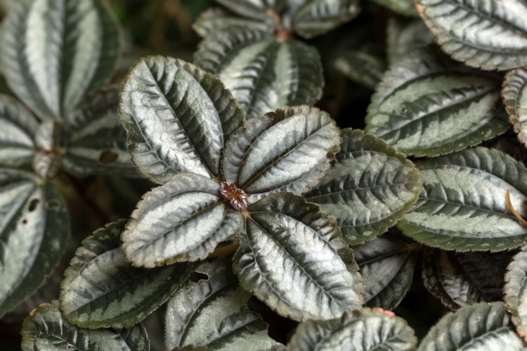 Fichtenwurzel (Pilea spruceana)