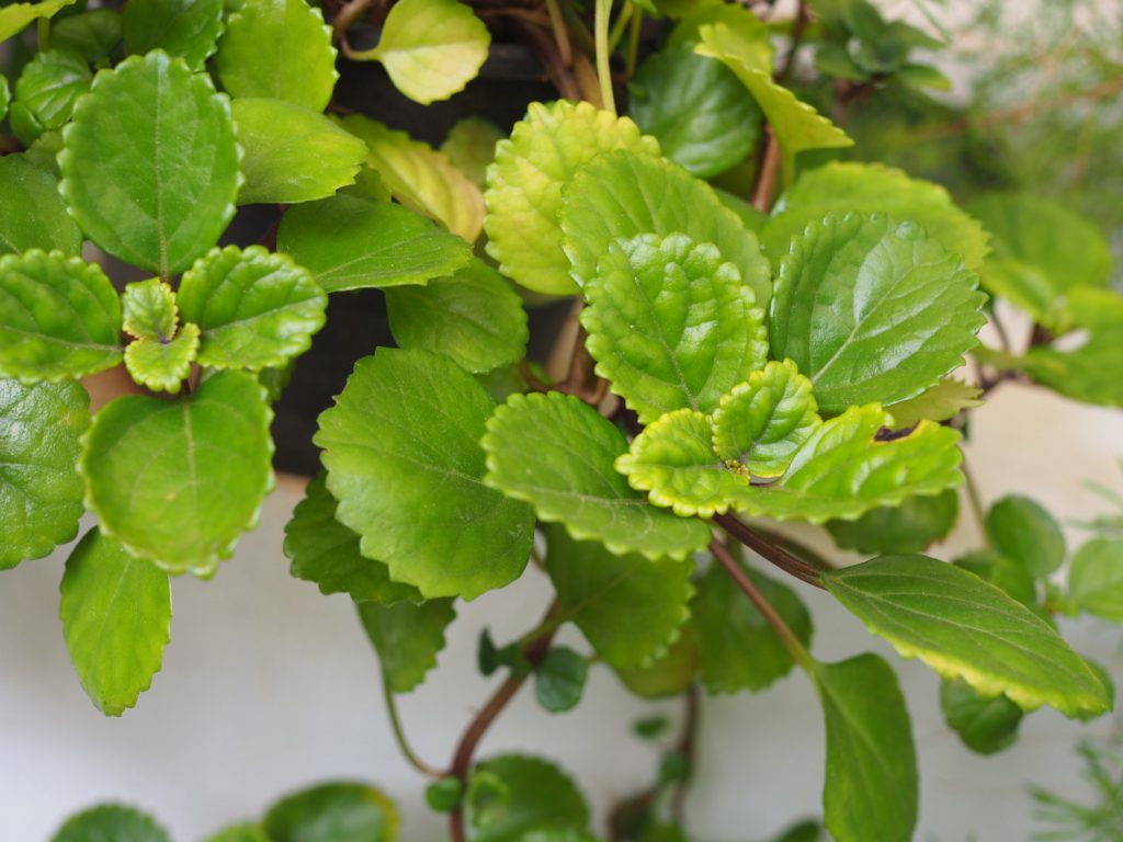 Verzorging van de swedish ivy is makkelijk