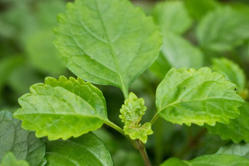 Plectranthus Verticillatus Geldplantje