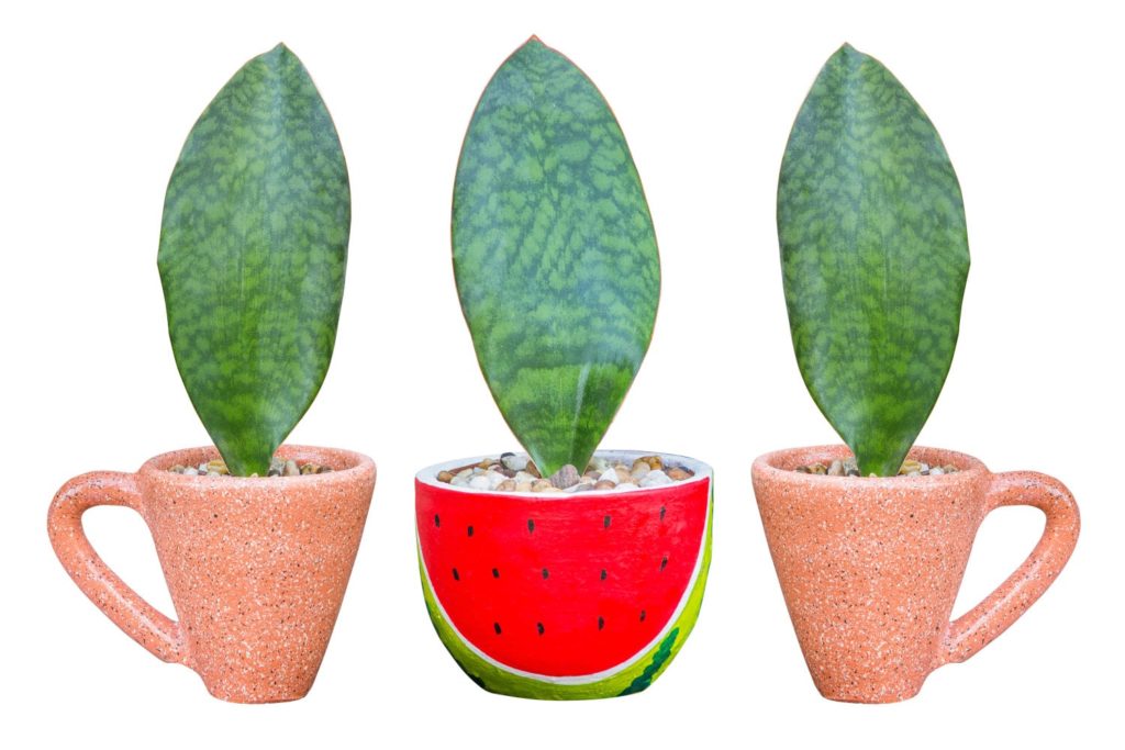 Sansevieria Masoniana