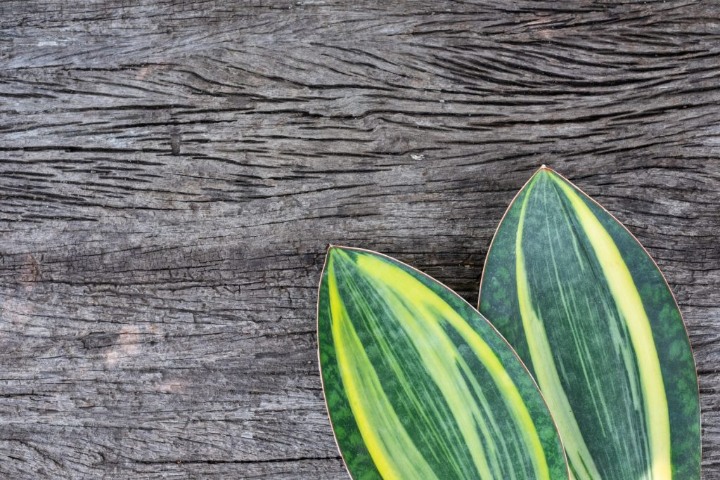 Sansevieria Masoniana Variegata