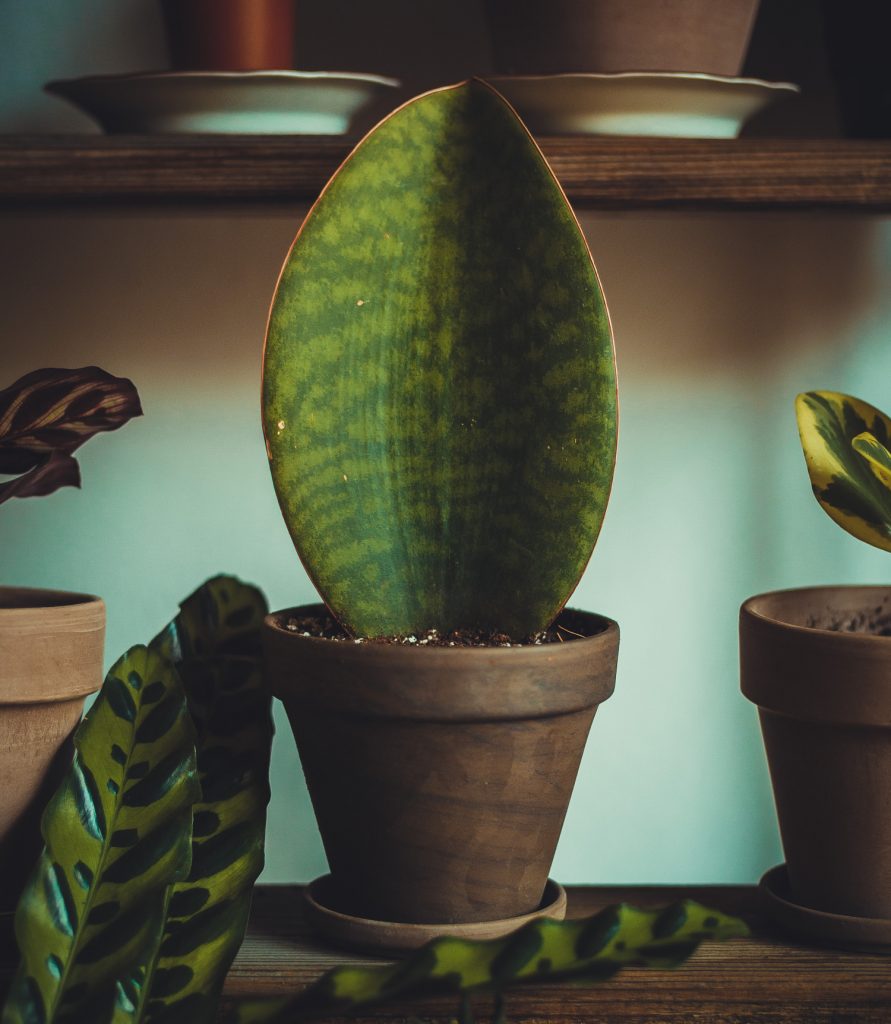 Sansevieria Masoniana