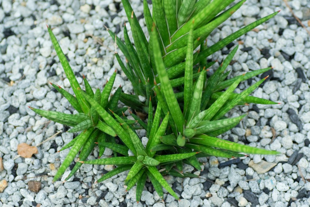 Sansevieria-Arten Francisii