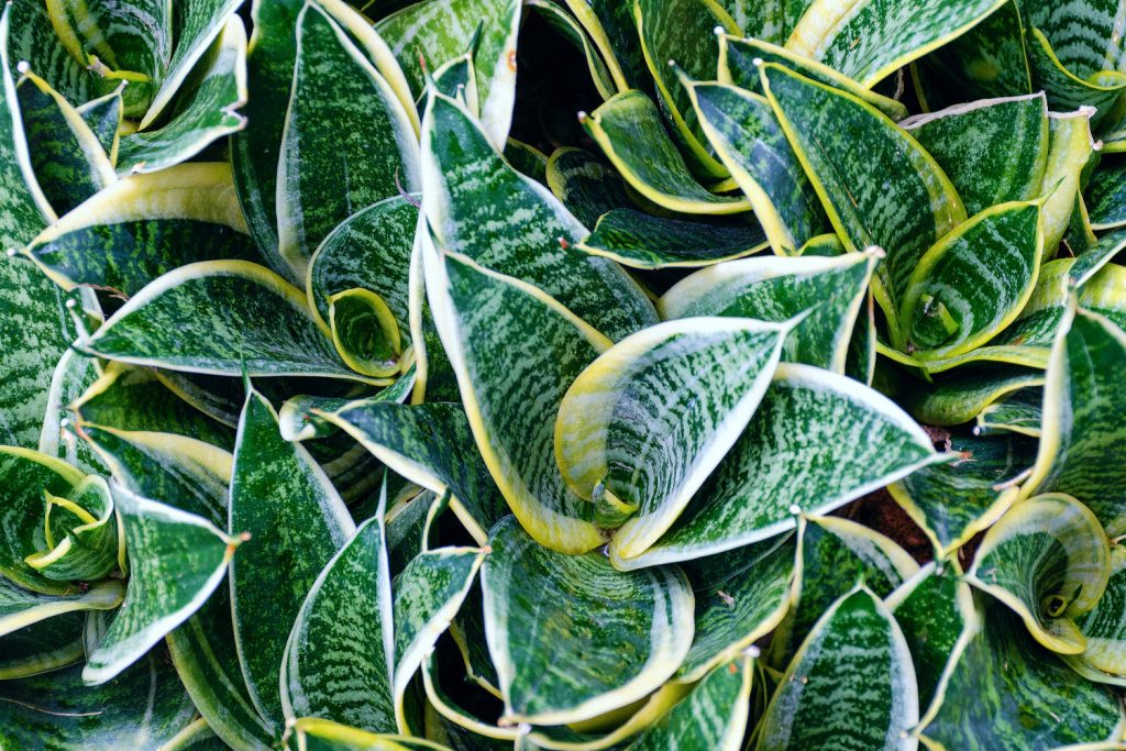 Sansevieria-Arten Hahnii