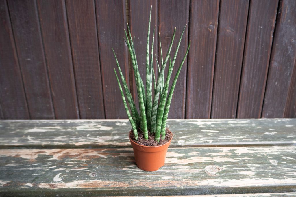 Sansevieria-Arten mikado