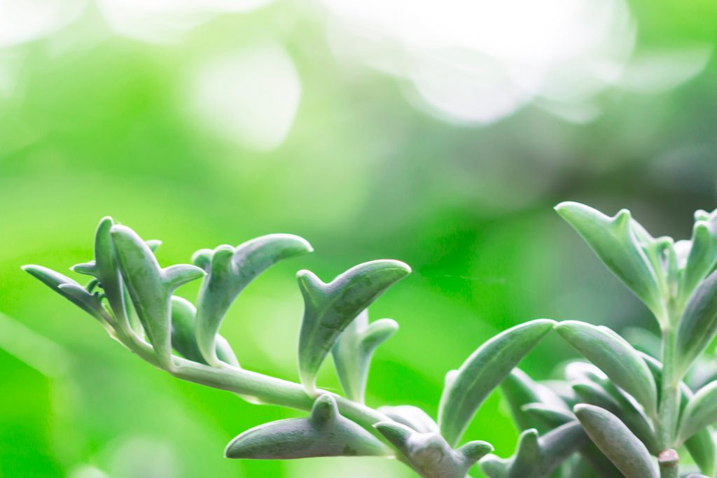 Dolfijnenplant kopen en verzorgen