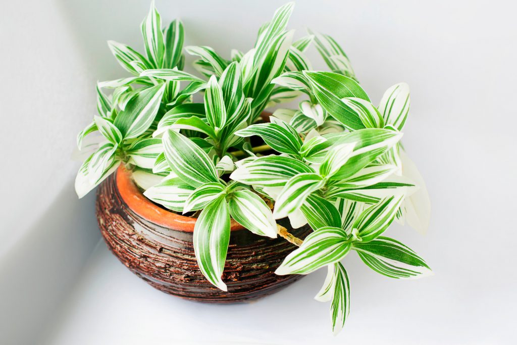 Tradescantia Flumensis Albovittata