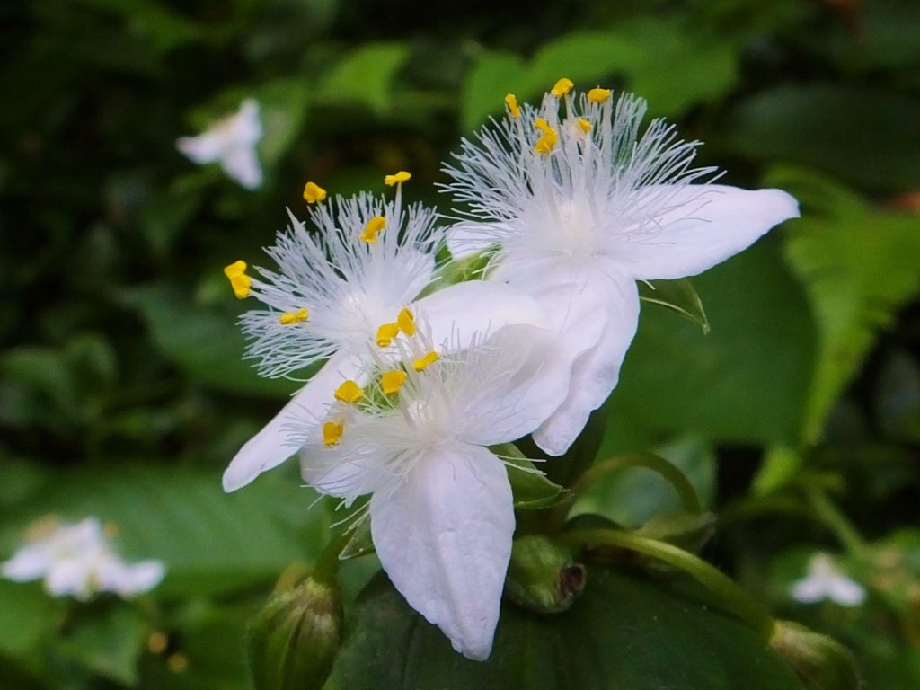 Tradescantia Fluminensis in voller Blüte
