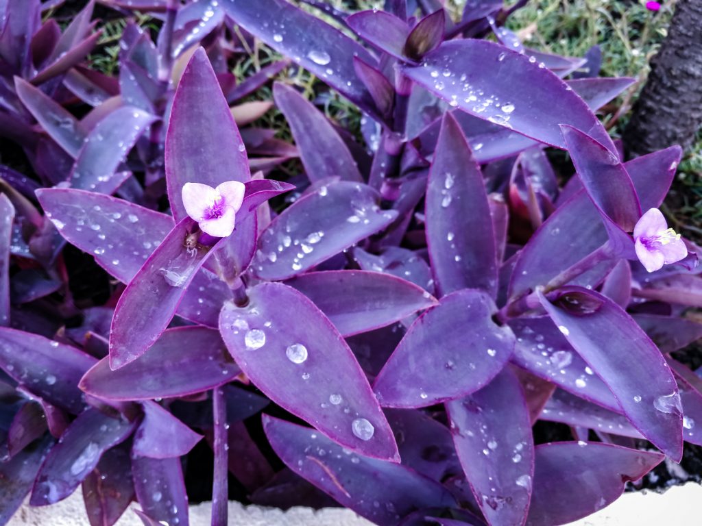 Tradescantia pallida