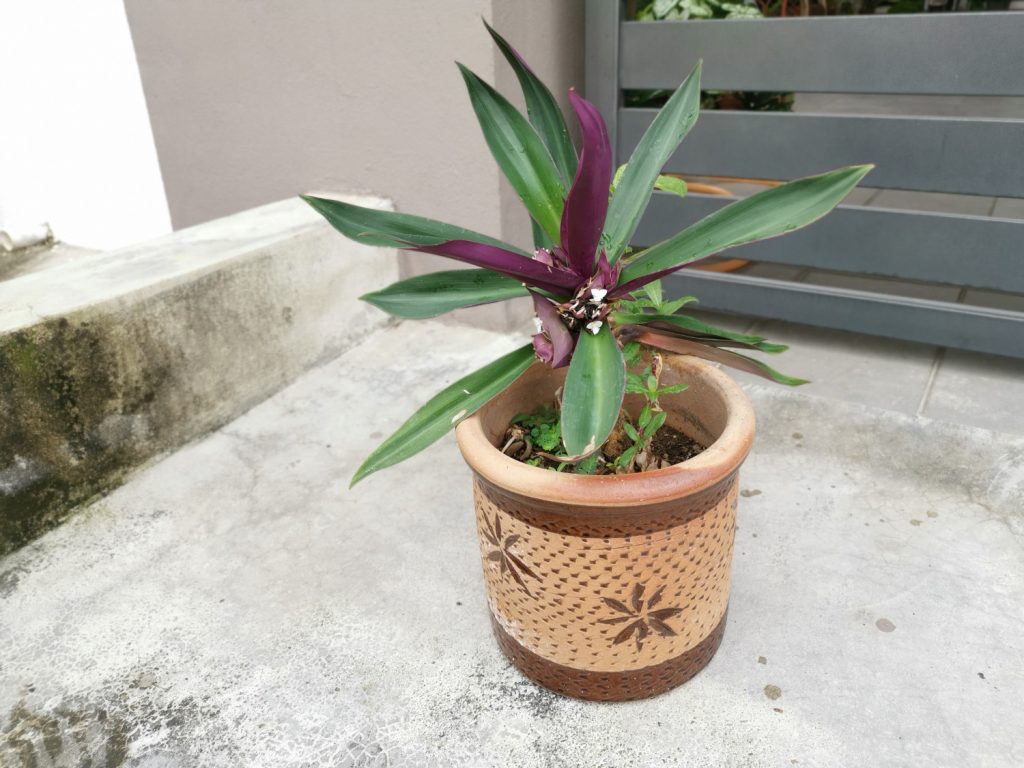 Tradescantia Spathacea