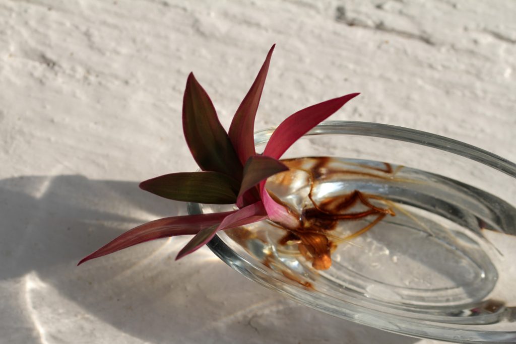 Tradescantia Spathacea stekken
