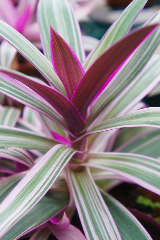 Tradescantia Spathacea tricolor