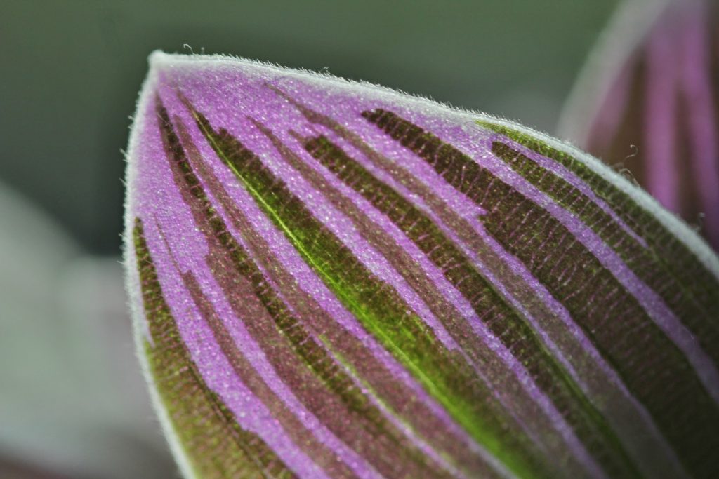 Tradescantia Fluminensis Flieder