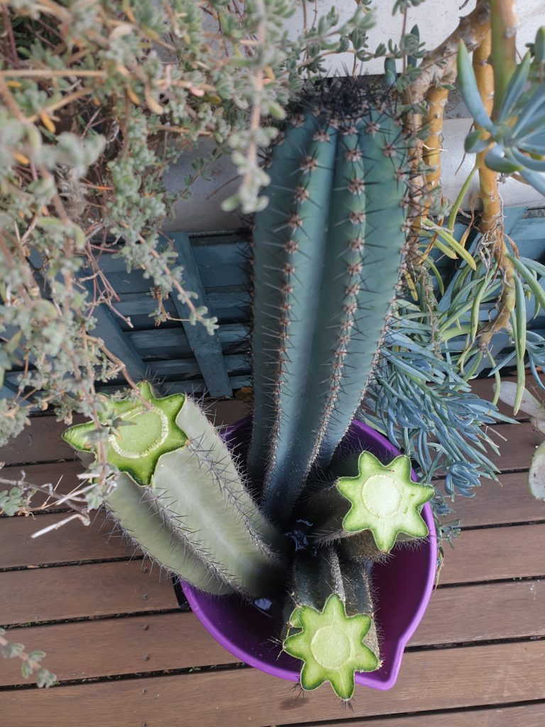 Trichocereus cactus stekken