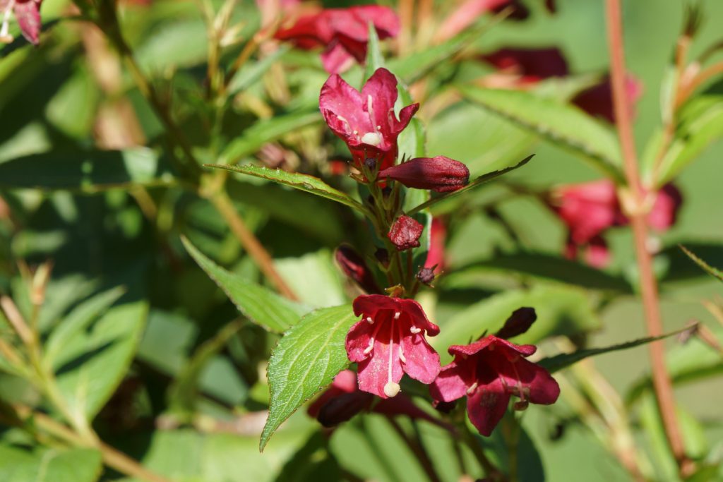 Weigelia-Arten: der Bristol-Rubin